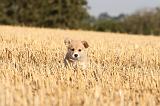 CORGI PEMBROKE 085